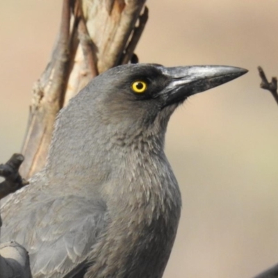 Strepera versicolor (Grey Currawong) at Piney Ridge - 21 Sep 2019 by HelenCross