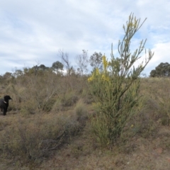 Acacia pravissima (Wedge-leaved Wattle, Ovens Wattle) at Yass River, NSW - 22 Sep 2019 by SenexRugosus