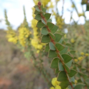 Acacia pravissima at Yass River, NSW - 22 Sep 2019 04:24 PM