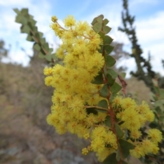 Acacia pravissima at Yass River, NSW - 22 Sep 2019 04:24 PM