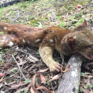 Dasyurus maculatus at Monga, NSW - 21 Sep 2019