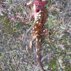 Dasyurus maculatus at Monga, NSW - 21 Sep 2019 11:50 AM