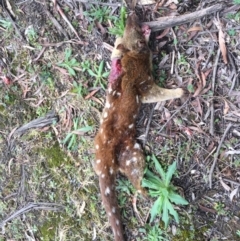 Dasyurus maculatus at Monga, NSW - 21 Sep 2019