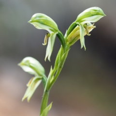 Bunochilus umbrinus (ACT) = Pterostylis umbrina (NSW) (Broad-sepaled Leafy Greenhood) at Point 5821 by David