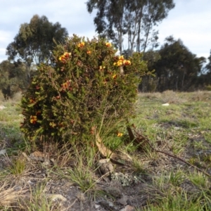 Dillwynia phylicoides at Yass River, NSW - 22 Sep 2019
