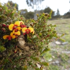 Dillwynia phylicoides at Yass River, NSW - 22 Sep 2019 04:55 PM