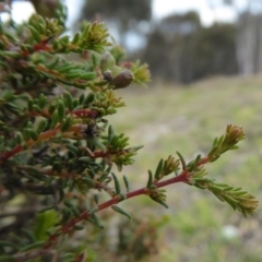 Dillwynia phylicoides at Yass River, NSW - 22 Sep 2019