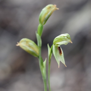 Bunochilus umbrinus (ACT) = Pterostylis umbrina (NSW) at suppressed - suppressed