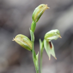 Bunochilus umbrinus (ACT) = Pterostylis umbrina (NSW) at suppressed - 22 Sep 2019