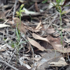 Bunochilus umbrinus (ACT) = Pterostylis umbrina (NSW) at suppressed - 22 Sep 2019