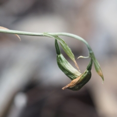 Bunochilus umbrinus (ACT) = Pterostylis umbrina (NSW) at suppressed - 22 Sep 2019