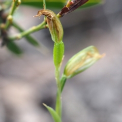 Bunochilus umbrinus (ACT) = Pterostylis umbrina (NSW) at suppressed - 22 Sep 2019