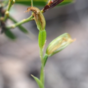 Bunochilus umbrinus (ACT) = Pterostylis umbrina (NSW) at suppressed - suppressed