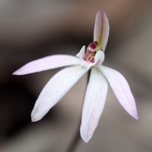 Caladenia fuscata at Hackett, ACT - 22 Sep 2019