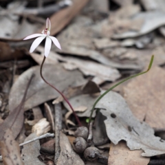 Caladenia fuscata at Hackett, ACT - suppressed