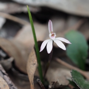 Caladenia fuscata at Hackett, ACT - 22 Sep 2019