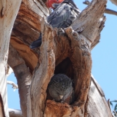 Callocephalon fimbriatum (Gang-gang Cockatoo) at GG38 - 22 Sep 2019 by JackyF