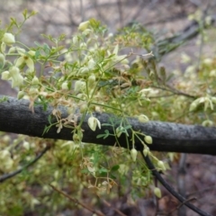 Clematis leptophylla (Small-leaf Clematis, Old Man's Beard) at Red Hill to Yarralumla Creek - 21 Sep 2019 by JackyF