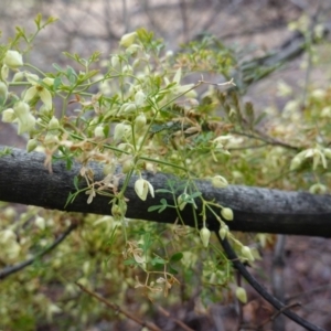 Clematis leptophylla at Deakin, ACT - 21 Sep 2019