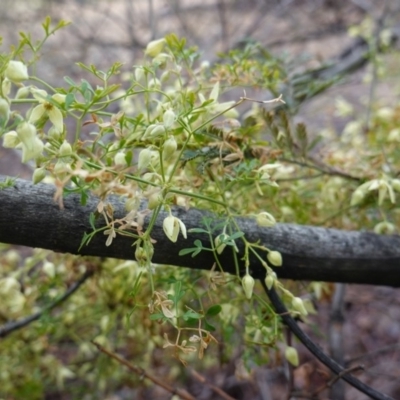 Clematis leptophylla (Small-leaf Clematis, Old Man's Beard) at Red Hill to Yarralumla Creek - 21 Sep 2019 by JackyF