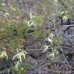 Clematis leptophylla (Small-leaf Clematis, Old Man's Beard) at Red Hill Nature Reserve - 21 Sep 2019 by JackyF