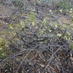 Clematis leptophylla at Hughes, ACT - 21 Sep 2019 03:29 PM