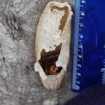 Chelepteryx collesi (White-stemmed Gum Moth) at Red Hill to Yarralumla Creek - 23 Sep 2019 by JackyF