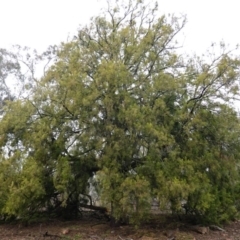 Exocarpos cupressiformis at Hughes, ACT - 21 Sep 2019