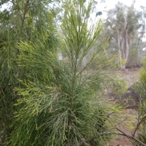 Exocarpos cupressiformis at Hughes, ACT - 21 Sep 2019