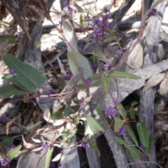 Hardenbergia violacea (False Sarsaparilla) at Red Hill Nature Reserve - 22 Sep 2019 by JackyF