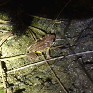 Litoria verreauxii verreauxii at Depot Beach, NSW - 21 Sep 2019