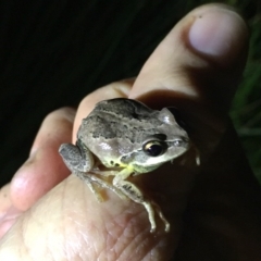 Litoria verreauxii verreauxii at Depot Beach, NSW - 21 Sep 2019 08:04 PM