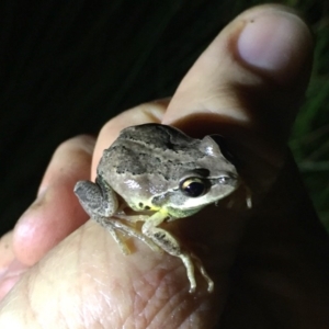 Litoria verreauxii verreauxii at Depot Beach, NSW - 21 Sep 2019