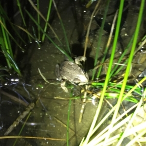 Litoria verreauxii verreauxii at Depot Beach, NSW - 21 Sep 2019 08:04 PM