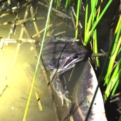 Limnodynastes peronii (Brown-striped Frog) at Depot Beach Bushcare - 21 Sep 2019 by AndrewCB