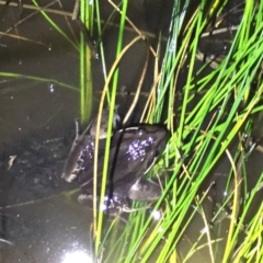 Limnodynastes peronii at Depot Beach, NSW - 21 Sep 2019