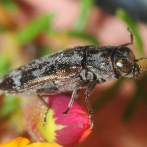 Diphucrania acuducta at Bruce, ACT - 22 Sep 2019 06:44 PM