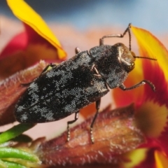 Diphucrania acuducta at Bruce, ACT - 22 Sep 2019 06:44 PM