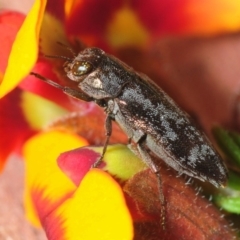 Diphucrania acuducta at Bruce, ACT - 22 Sep 2019 06:44 PM