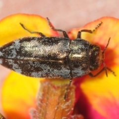 Diphucrania acuducta at Bruce, ACT - 22 Sep 2019 06:44 PM