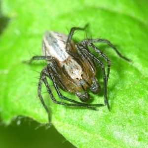 Oxyopes sp. (genus) at Belconnen, ACT - 22 Sep 2019 11:20 AM