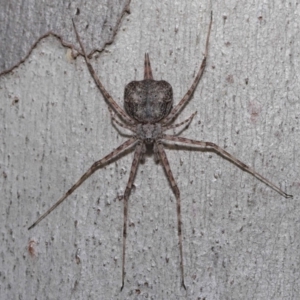 Tamopsis sp. (genus) at Hackett, ACT - 20 Sep 2019