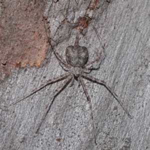 Tamopsis sp. (genus) at Hackett, ACT - 20 Sep 2019 12:47 PM