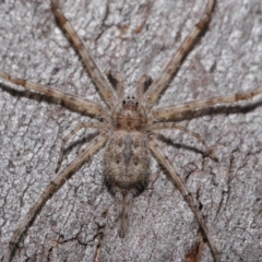 Tamopsis sp. (genus) (Two-tailed spider) at Hackett, ACT - 20 Sep 2019 by TimL