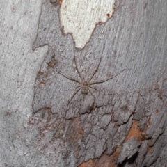 Tamopsis sp. (genus) at Hackett, ACT - 20 Sep 2019