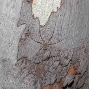 Tamopsis sp. (genus) at Hackett, ACT - 20 Sep 2019 12:47 PM