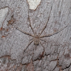 Tamopsis sp. (genus) at Hackett, ACT - 20 Sep 2019 12:47 PM