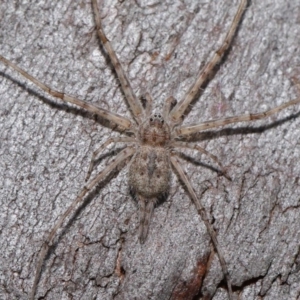 Tamopsis sp. (genus) at Hackett, ACT - 20 Sep 2019