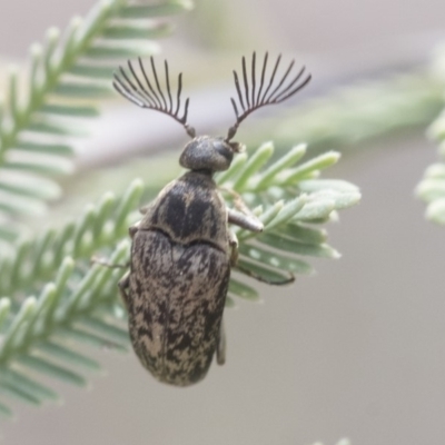 Ptilophorus sp. (genus) (Wedge-shaped beetle) at The Pinnacle - 22 Sep 2019 by AlisonMilton