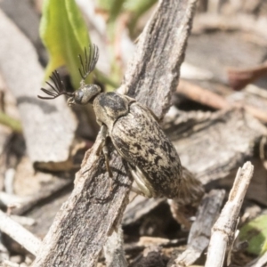 Ptilophorus sp. (genus) at Dunlop, ACT - 22 Sep 2019 01:06 PM